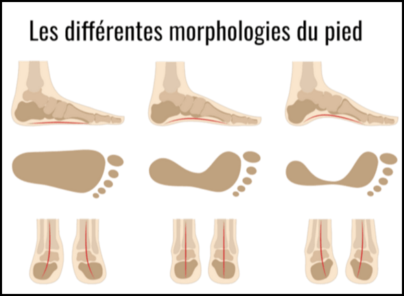 morphologies du pied removebg preview modified